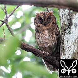 見張りをするリュウキュウコノハズクのオス。