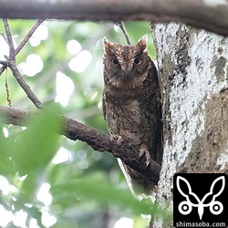 ほかの個体の鳴き声がすると、こちらの個体も鳴き声を上げて応じていた。