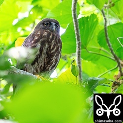 上の個体とペアのアオバズクのメス。ヒナが大きく成長して、巣外に出ていました。繁殖は順調に推移しているようです。