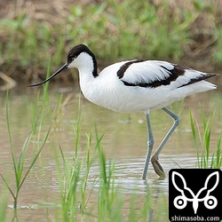 また滞在しているソリハシセイタカシギ。第1回夏羽。