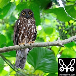 アオバズクのオスが見張り。