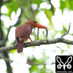 ヒナに与えるため大きなムカデを捕まえてきたアカショウビン。ヒナたちの成長は順調なようです。