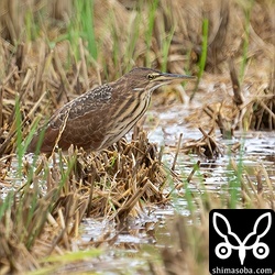 今年生まれのリュウキュウヨシゴイの幼鳥がいました。今季初の幼鳥。
