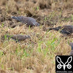 キジバトとベニバトの大きさ比べ。一回り以上小さいです。