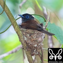 抱卵中のサンコウチョウのメス。