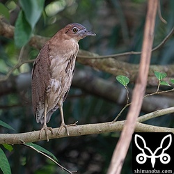 お疲れ気味のズグロミゾゴイのメス。こちらも子育て中だと思われます。