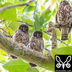 今季最初のアオバズクの巣立ち。