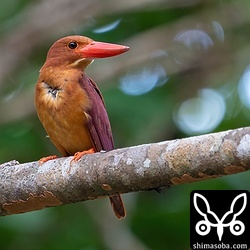 アカショウビンのメス。胸をぶつけたのか羽毛が乱れていました。近くにオス個体もいたので近くで繁殖しているのでしょう。メスが出てきているのでヒナも順調に成長していると思われます。