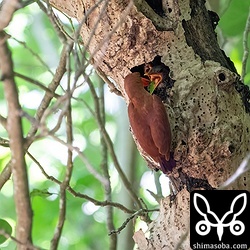 子育て中のアカショウビン。ここのヒナたちはこの2日後の25日に無事に巣立って行きました。