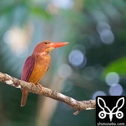 この時期はクマゼミなど獲物には困らないようです。