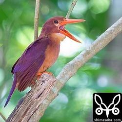 「オエッ」とペリットを吐くのかと思ったらあくびでした…。^^;