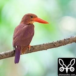 オス個体。ここの縄張りはオスしか見ません。まだ抱卵中なのかヒナが小さいのか…。