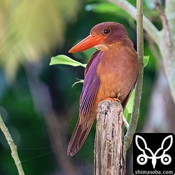 水浴び後のアカショウビン。オス個体。