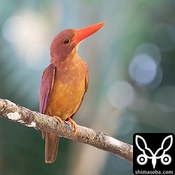 樹上を見上げてセミ探し。