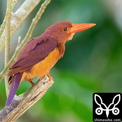 大合唱のクマゼミを狙うアカショウビン。