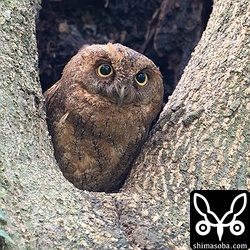 一度は巣穴に戻りましたがまた出てきた。ヒナが成長して追い出されるのでしょうか?