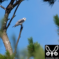 カタグロトビのオス。メスがいる巣を見張っています。