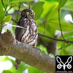 アオバズクのメス。大きくなったヒナが巣穴から顔を覗かせていました。少なくとも2羽はいるようです。