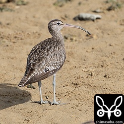 換羽が始まりつつあります。