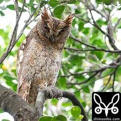 道路を挟んだ街路樹からわが子を見守る親鳥。止まっている木がアカショウビンの営巣木の隣でした…。^^;