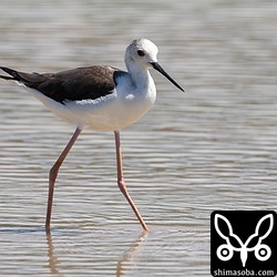 セイタカシギのメス。第1回夏羽。