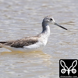 アオアシシギ夏羽後期。