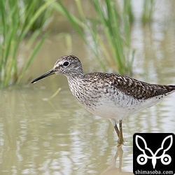 タカブシギ夏羽後期。