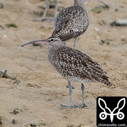 最初は幼鳥も交っていると思ったのですが、よく見てみると成鳥ばかり。