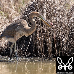 ムラサキサギの幼鳥。