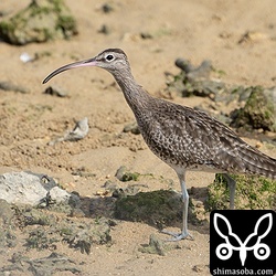 チュウシャクシギにしては例年より、ずいぶん早い群れの到着。