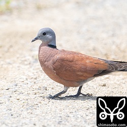 ベニバトのオス成鳥。こちらも田んぼで落穂拾い。