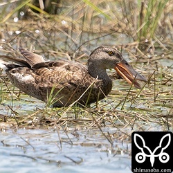 しばらくすると田んぼを動き回りえさをとっていました。