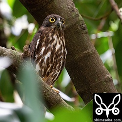 警戒心の強いオス親。