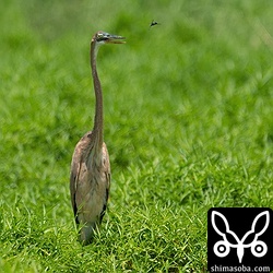 目の前を飛ぶハチを目で追っていました。