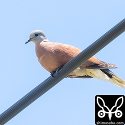 電線で見つけたベニバトのオス。