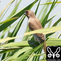 スズメほどではありませんが、シマキンパラも群れが大きくなってきました。