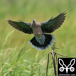 キジバトはまだ群れずに少数で活動。