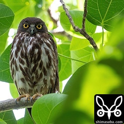 警戒心のないメス親はいつもの枝に止まってわが子を見守っていました。