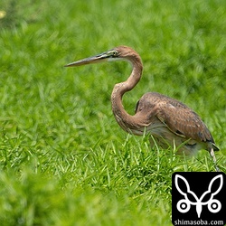 ムラサキサギ幼鳥。毎日のようにこの餌場にきます。
