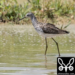 コアオアシシギも今季初確認。