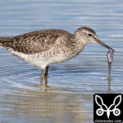 タカブシギも日を追うごとに数を増やしています。