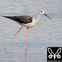 セイタカシギの負傷個体。足を骨折しているようでした。