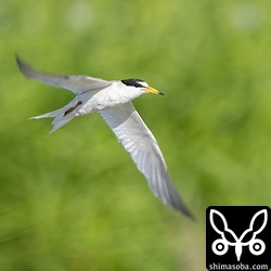 コアジサシは田んぼに何度か水を飲みにやってきていました。