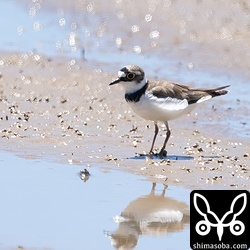 コチドリも今季初。十数羽の群れでした。