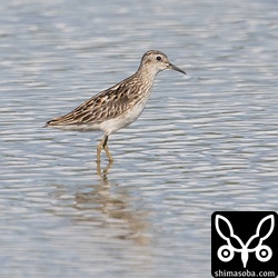 ヒバリシギは増えてきました。