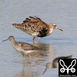 夏羽のオスに会えたのは初めてでした。遠くから見つけた時は何か分かりませんでした…。^^;