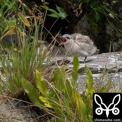 エリグロアジサシのヒナ。孵化後、十数日でしょうか。