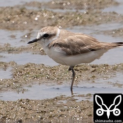 シロチドリ夏羽後期。上の幼鳥の親鳥かもしれません。