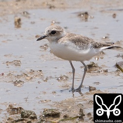 シロチドリの幼鳥。同じようなステージの幼鳥がもう1羽いました。
