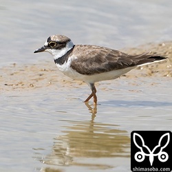 コチドリは夏羽から冬羽へ。